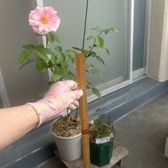 薔薇苗木の画像