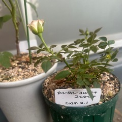 薔薇苗木の画像