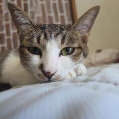家庭の事情で飼えなくなりました、