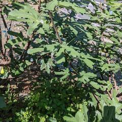 オーガニック 朝採れ 白イチジク①の画像