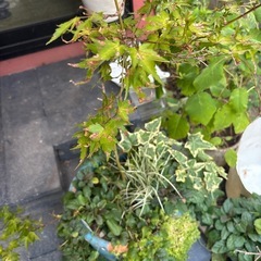 寄せ植えの画像