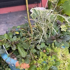 寄せ植えの画像