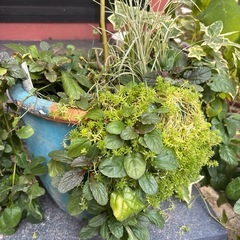 寄せ植えの画像