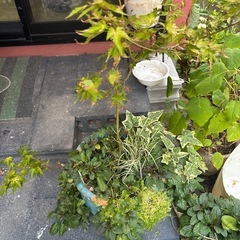 寄せ植えの画像