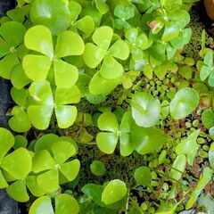 水草（浮草）※量増やしましたの画像