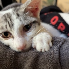 キリッとした男の子