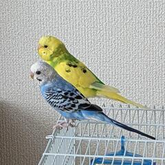 セキセイインコ２羽