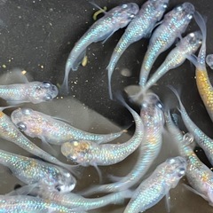 (決まりました)🌸桜餅　メダカ　２０匹＋α 若魚の画像
