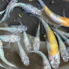 (決まりました)🌸桜餅　メダカ　２０匹＋α 若魚の画像