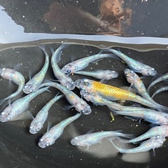 (決まりました)🌸桜餅　メダカ　２０匹＋α 若魚の画像