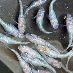 (決まりました)🌸桜餅　メダカ　２０匹＋α 若魚の画像