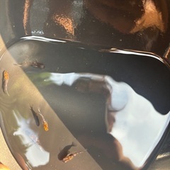 現物 和墨三色 2pa＋1の画像