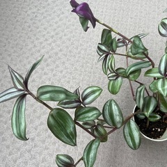 シマムラサキツユクサ縞村紫露草の画像