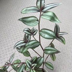 シマムラサキツユクサ縞村紫露草の画像