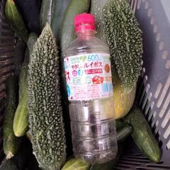 無農薬　ズッキーニなどの画像