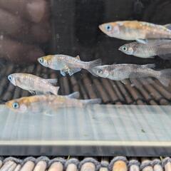 【花魁①・3ペア(6匹)】メダカ【大分市手渡し】めだかの画像