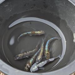 【花魁①・3ペア(6匹)】メダカ【大分市手渡し】めだかの画像