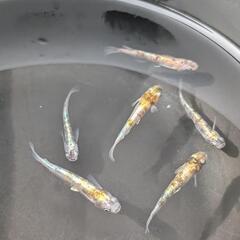 【花魁②・3ペア(6匹)】メダカ【大分市手渡し】めだかの画像