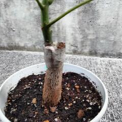 パキラ　　斑入り　ミルキーウェイ接木の画像