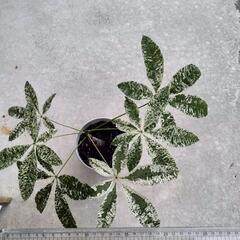パキラ　　斑入り　ミルキーウェイ接木の画像