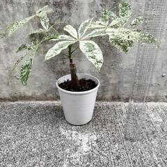 パキラ　　斑入り　ミルキーウェイ接木の画像