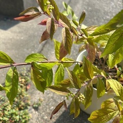 ムラサキシキブ苗の画像