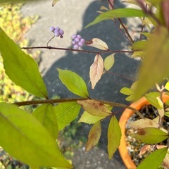 ムラサキシキブ苗の画像