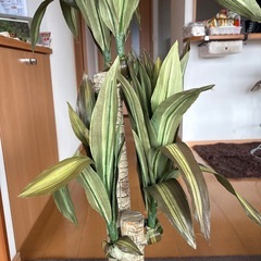 造花、観葉植物、最安値、他サイトにも出品してますので売れ切れごめん、早い者勝ちの画像