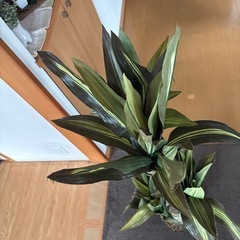 造花、観葉植物、最安値、他サイトにも出品してますので売れ切れごめん、早い者勝ちの画像