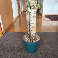 造花、観葉植物、最安値、他サイトにも出品してますので売れ切れごめん、早い者勝ちの画像