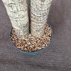 造花、観葉植物、最安値、他サイトにも出品してますので売れ切れごめん、早い者勝ちの画像