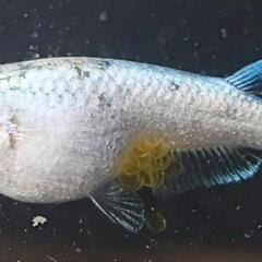 めだか　⭐ネプチューン⭐1匹からOK⭐#稚魚の画像