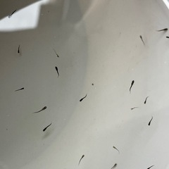 めだか　ミッドナイトフリル　針子クラス　約30匹　予約可能の画像