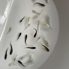 ミックスメダカ　20匹　稚魚クラス　予約可能　ミッドナイトフリルも入ってますの画像