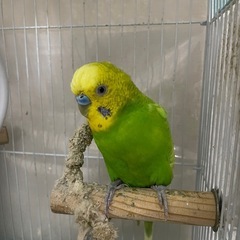 セキセイインコ2羽