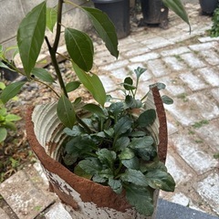 寄せ植えの画像
