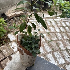 寄せ植えの画像