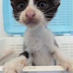 子猫ハチワレまめた🐾男の子🐾1ヶ月ぐらい