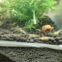 ★ミナミヌマエビ🦐稚エビ５匹セットの画像
