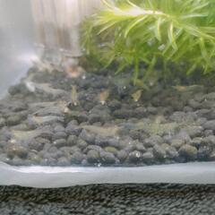 ★ミナミヌマエビ🦐稚エビ５匹セットの画像