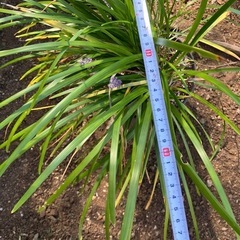 観葉植物ヤブランの画像