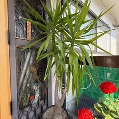 【差し上げます】観葉植物「ユッカ／青年の木」0円の画像