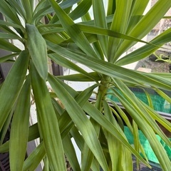 【差し上げます】観葉植物「ユッカ／青年の木」0円の画像