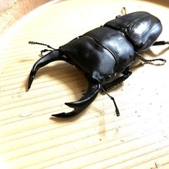 🉐オオクワガタ ペア ♂77 ♀55Ｂ（shima川西）＋飼育ケース・飼育マット・プロゼリー50個付き（トータル3000円相当）❻の画像