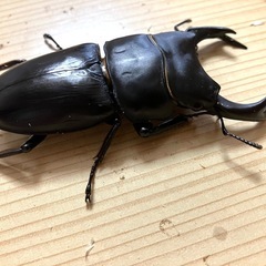 🉐オオクワガタ ペア ♂77 ♀55Ｂ（shima川西）＋飼育ケース・飼育マット・プロゼリー50個付き（トータル3000円相当）❻の画像