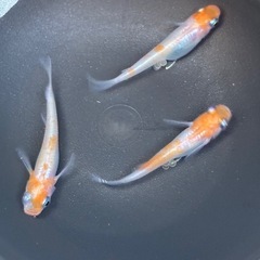 メダカ　小町スワロー　ランダム20匹　250827の画像