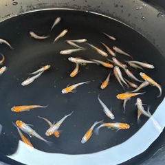 メダカ　小町スワロー　ランダム20匹　250827の画像