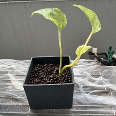 観葉植物　ポトス　　の画像