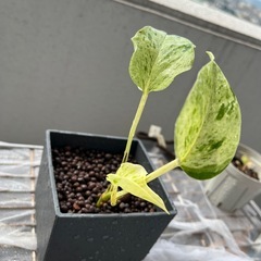 観葉植物　ポトス　　の画像