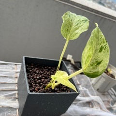 観葉植物　ポトス　　の画像